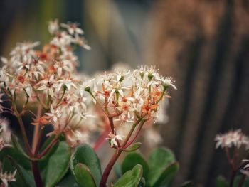 Close-up of white flowering sedum plant. dreamy soft colours of green, warm peach tones and white.