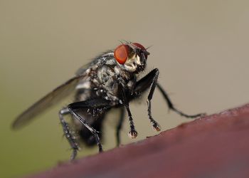 Macro shot of fly