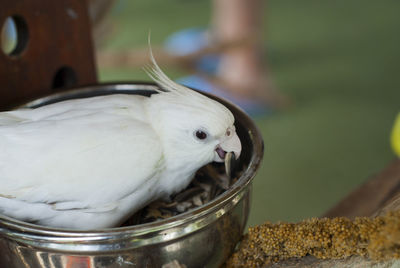 Close-up of bird