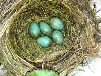 Close-up of eggs in nest