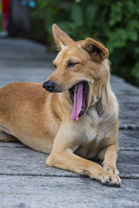 View of a dog looking away