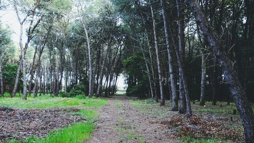 Footpath passing through forest