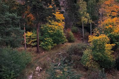 Trees in forest during autumn