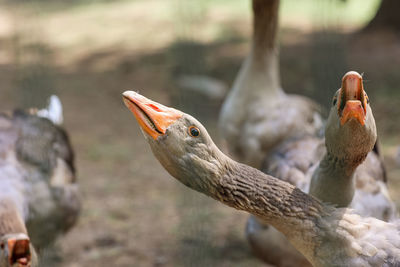 Close-up portrait of grey anser anser geese in a countryside far