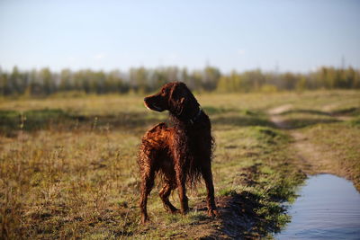 Dog standing on field