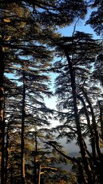 Low angle view of silhouette trees in forest against sky