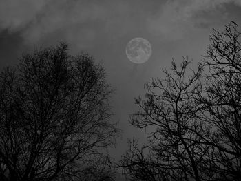 Low angle view of bare tree against sky at night