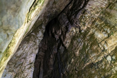 tree trunk
