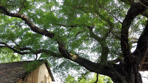 Low angle view of tree against sky