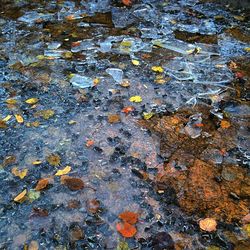 Full frame shot of autumn leaves