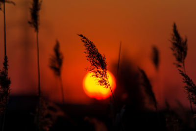 Close-up of silhouette plants against orange sky