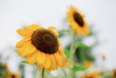 Close-up of sunflower