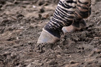 Low section of person on mud