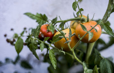 Bunch of tomatoes on the branch