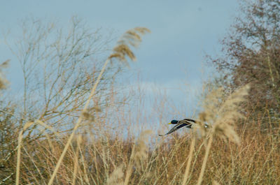 Bird flying over a field