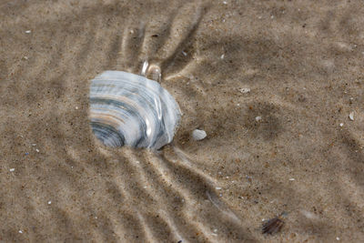 Close-up of shells