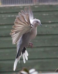 Close-up of seagull