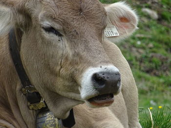 Close-up portrait of cow on field