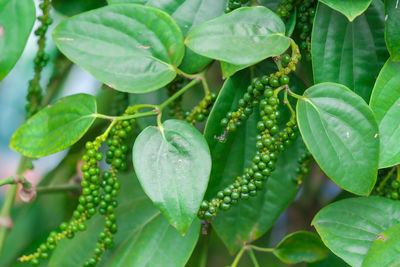 Close-up of wet plant leaves