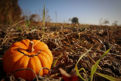 Close-up of pumpkin on field during autumn