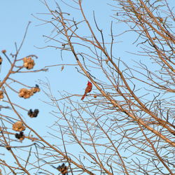 Low angle view of bird perching on bare tree against sky