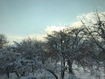 Low angle view of trees against sky