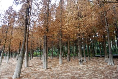 Trees in forest during autumn