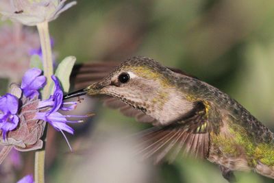 Close-up of hummingbird gathering nectar from a purple flower