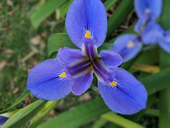 Close-up of purple iris flower