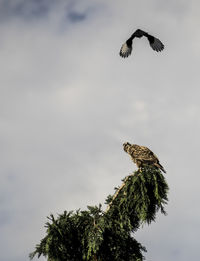 Low angle view of eagle flying against sky