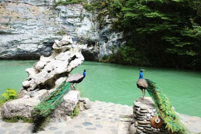 Bird perching on rock in water