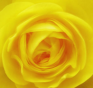 Full frame shot of yellow rose
