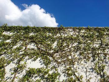 Low angle view of trees against blue sky