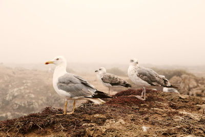 Seagulls perching on a land