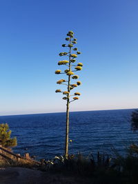 Scenic view of sea against clear blue sky