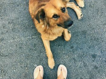 Dog looking at camera