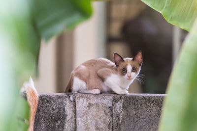 Portrait of a cat