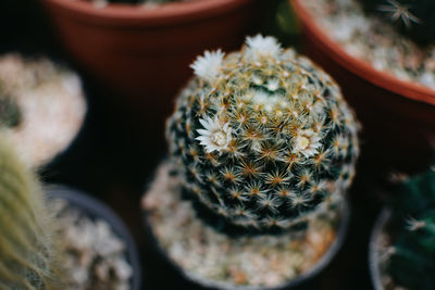 Close-up of succulent plant