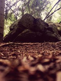 Surface level of rocks in forest