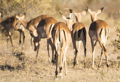 Impala out on the plains in botswana, africa