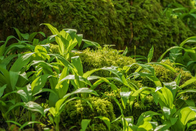 Close-up of plants growing on field