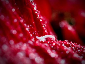 Macro shot of red flower