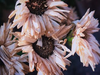 Close-up of wilted plant