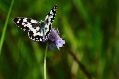 Close-up of butterfly on purple flower