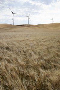 Usa, washington state, palouse hills