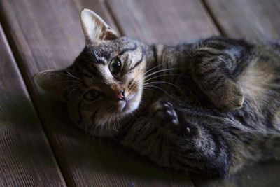 Close-up portrait of cat