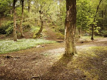 Trees growing in forest
