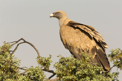 Low angle view of eagle perching on tree against sky