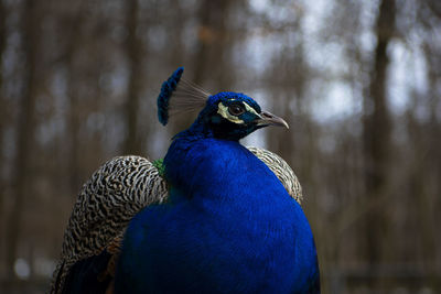 Mr. peacock