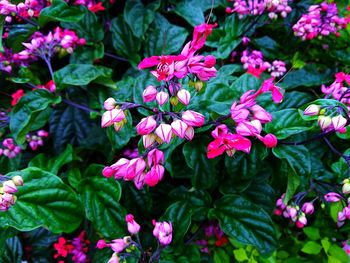 Flowers blooming on plant